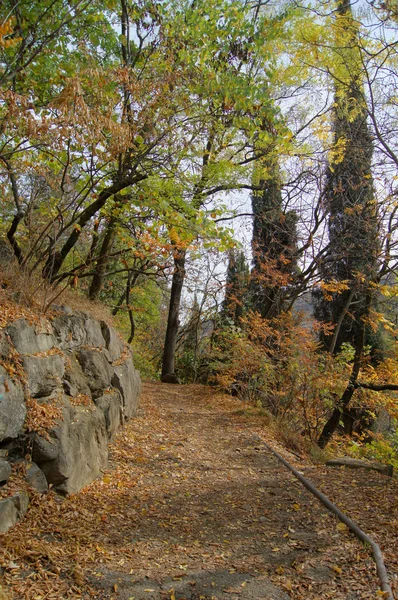 Jesienny krajobraz: droga w ogrodzie botanicznym Tbilisi — Zdjęcie stockowe