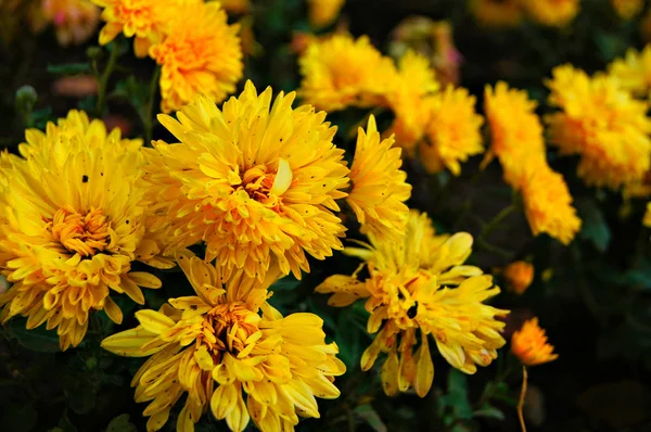 stock image Autumn flowers