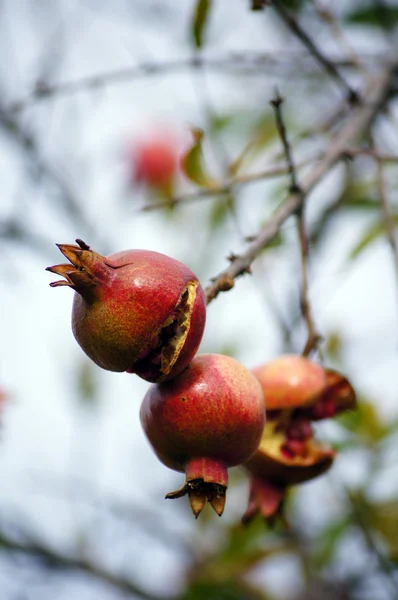 Ripe colorful pomegranate fruit on tree branch — Stock Photo, Image