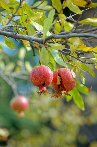 Zralé barevné granátové jablko ovoce na větev stromu — Stock fotografie