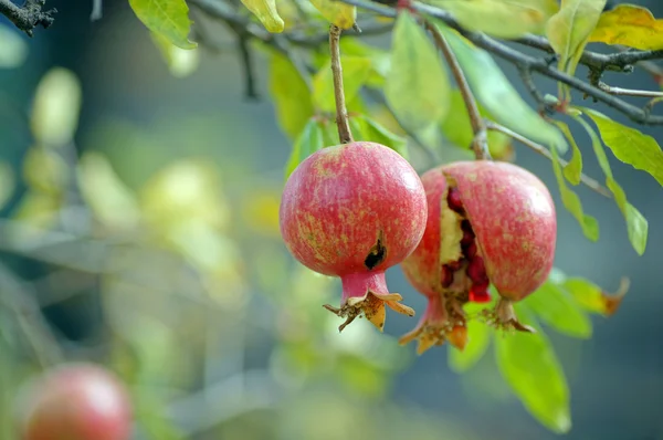 Спелые разноцветные гранатовые плоды на ветвях деревьев — стоковое фото