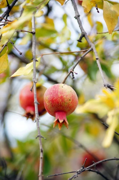 Frutto melograno maturo colorato su ramo d'albero — Foto Stock