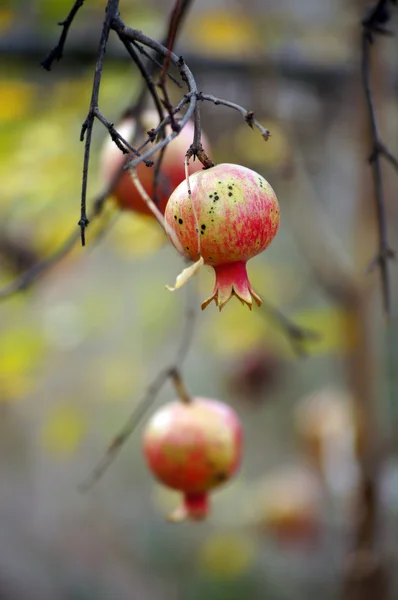 Зрізати барвисті гранатові фрукти на гілці дерева — стокове фото