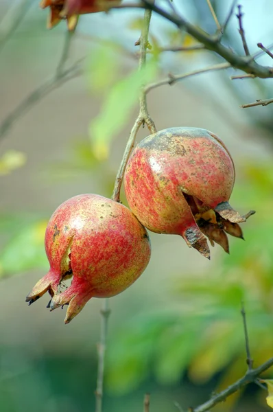 Спелые разноцветные гранатовые плоды на ветвях деревьев — стоковое фото