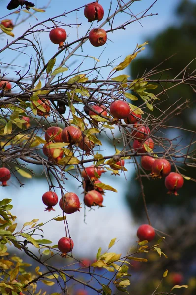 木の枝に熟したカラフルなザクロの果実 — ストック写真