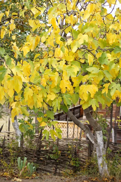 Jesienią drzewa w ogrodzie — Zdjęcie stockowe