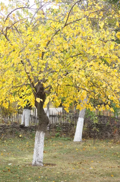 Jesienią drzewa w ogrodzie — Zdjęcie stockowe