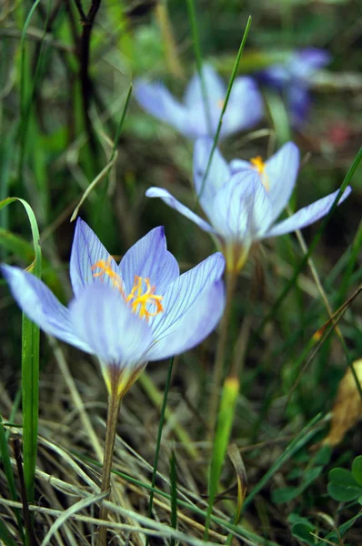 stock image Autumn flowers - Colchicum autumnale, commonly known as autumn crocus, mead