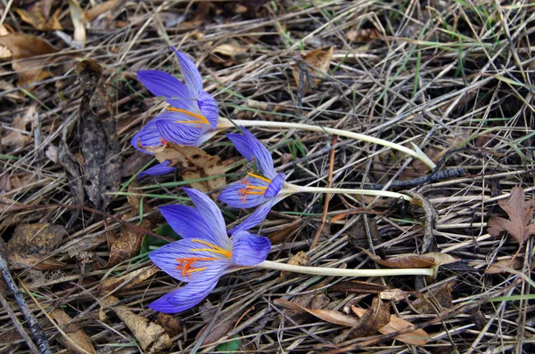 stock image Autumn flowers - Colchicum autumnale, commonly known as autumn crocus, mead