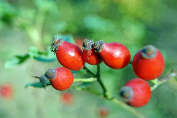 Осень: ягоды в лесу — стоковое фото