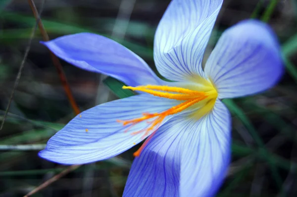 Stock image Autumn flowers - Colchicum autumnale, commonly known as autumn crocus, mead