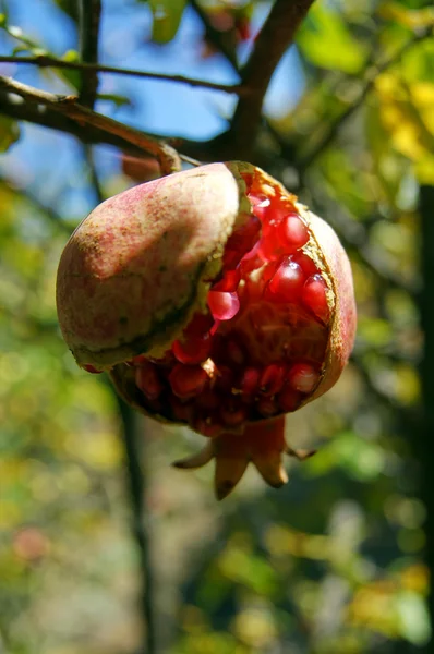 Rijp kleurrijke granaatappel fruit op de vertakking van de beslissingsstructuur — Stockfoto