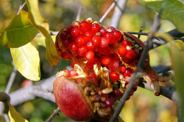 나뭇가지에 익은 화려한 석류 열매 — 스톡 사진
