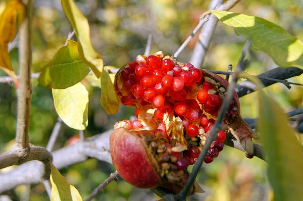 Olgun renkli nar meyve ağacı dalı — Stok fotoğraf