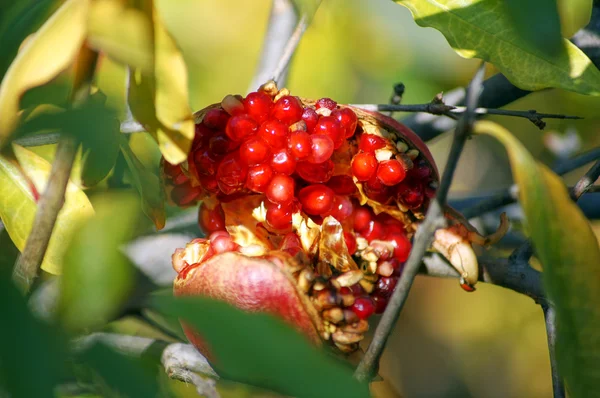Pomegranate fruits on the tree — Stock Photo, Image