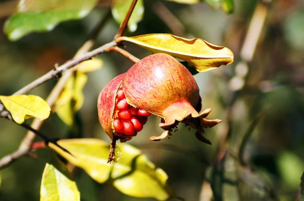 Pomegranate fruits on the tree — Stock Photo, Image