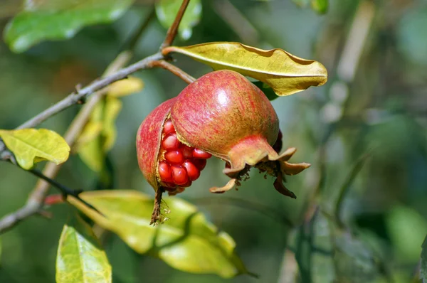 Fruta de romã madura colorida no galho da árvore — Fotografia de Stock