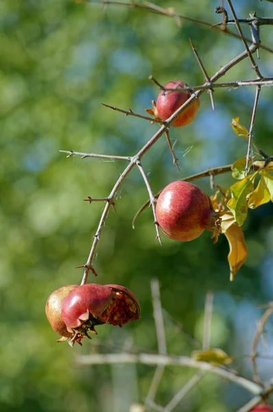 Reife bunte Granatapfelfrucht am Ast — Stockfoto