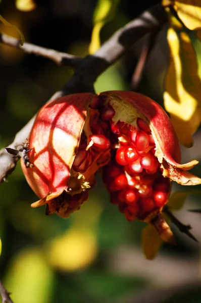 Ripe colorful pomegranate fruit on tree branch — Stock Photo, Image