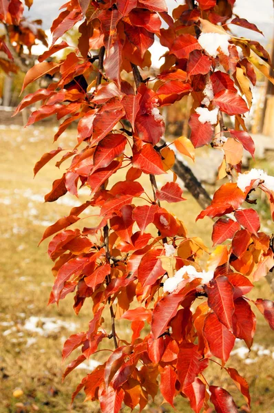Autumn drzewa i żółte i czerwone liście w ogrodzie — Zdjęcie stockowe