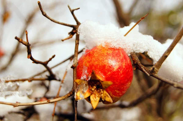 Зимнее время: гранат на дереве — стоковое фото