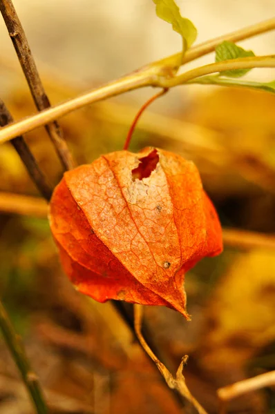 Czas jesieni: jasne phisalis owoc w drewnie — Zdjęcie stockowe