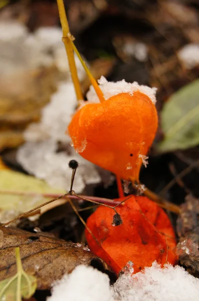Autunno: frutti di phisalis brillanti nel bosco — Foto Stock