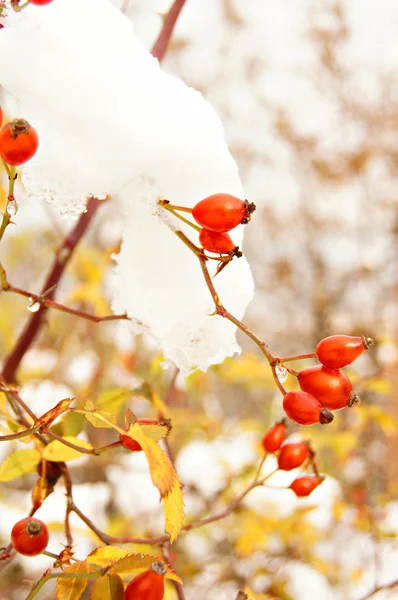 Осень: красные шиповники под снегом — стоковое фото