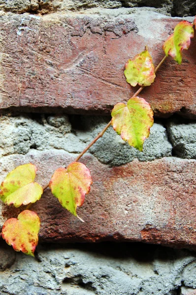 Leuchtend gelbe Schlingpflanze auf einer alten Ziegelmauer — Stockfoto
