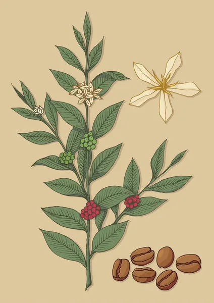 Árbol de café — Archivo Imágenes Vectoriales