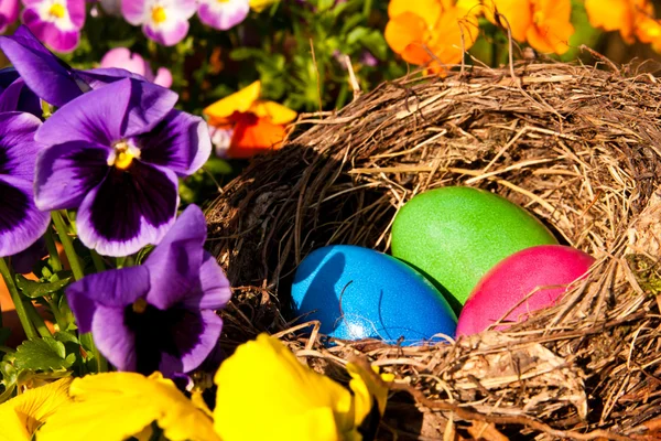 stock image Osternest, easter eggs in a nest