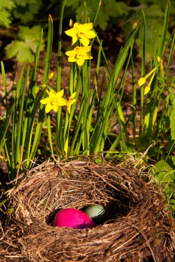 Osternest, easter eggs in a nest