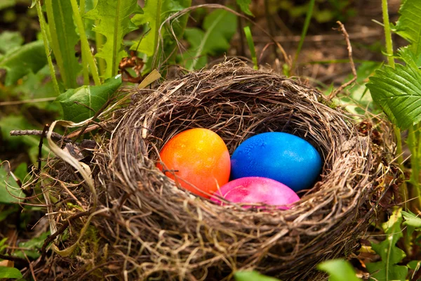 stock image Easter eggs in a nest