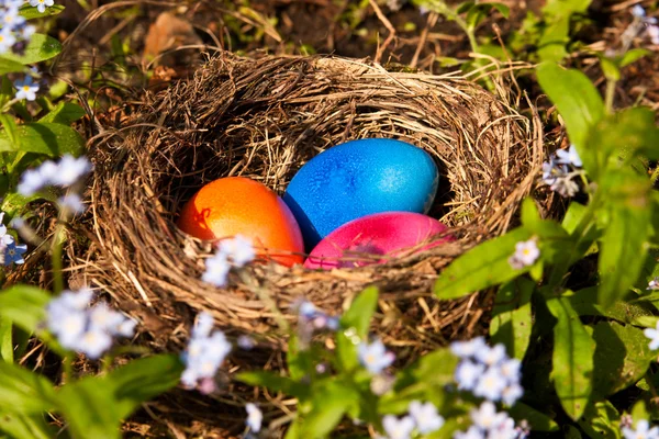 stock image Easter eggs in a nest