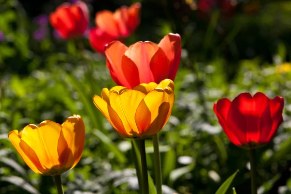 Tulpaner i en trädgård — Stockfoto