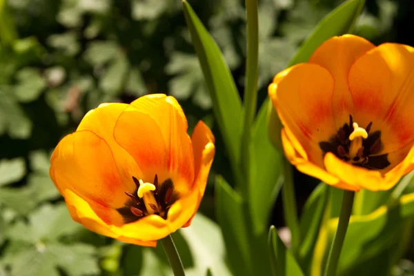 Цветет тюльпан — стоковое фото