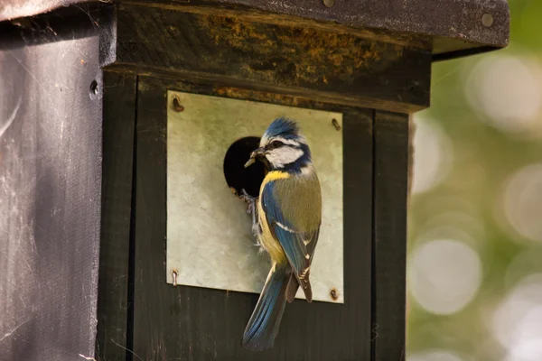 Tetta blu in una casetta per uccelli — Foto Stock