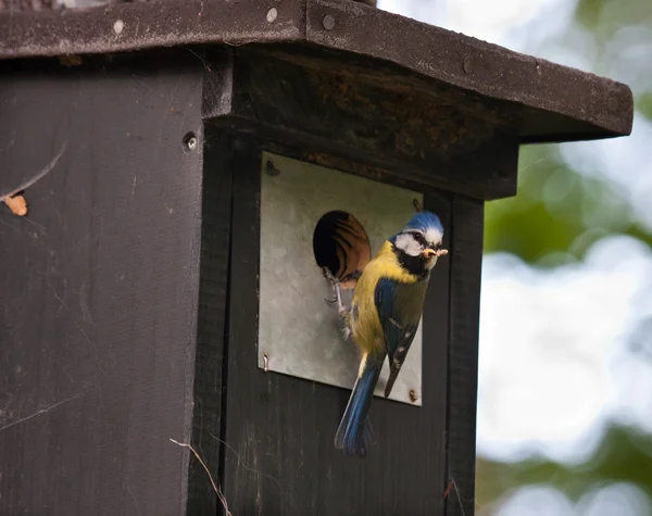 Mamas azuis em uma casa de pássaros — Fotografia de Stock