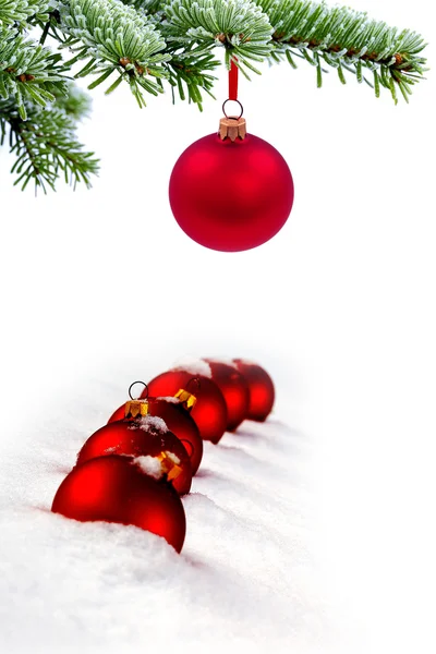 Χριστουγεννιάτικο δέντρο αειθαλές ερυθρελάτης και κόκκινο γυαλί μπάλα — Φωτογραφία Αρχείου