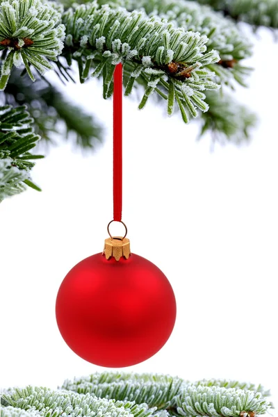 Albero di abete rosso sempreverde di Natale e palla di vetro rosso — Foto Stock