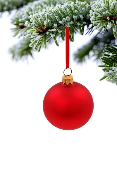 Christmas evergreen spruce tree and red glass ball — Stock Photo, Image