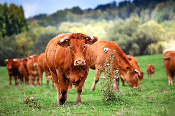 Czerwony krowy — Zdjęcie stockowe