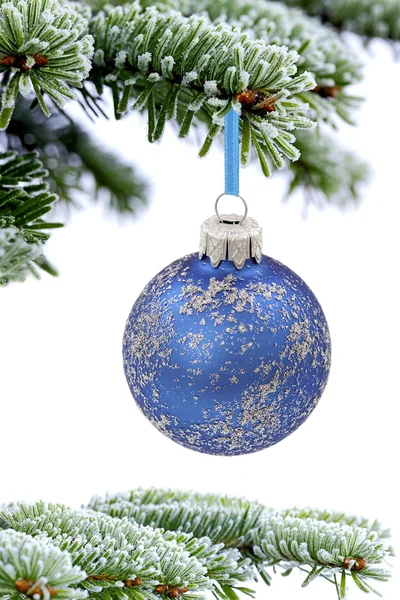 Kerstboom groenblijvende vuren en blauwe glazen bal — Stok fotoğraf