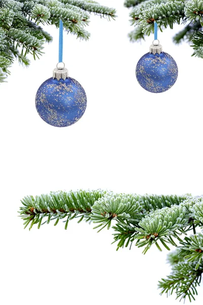 Різдвяна вічнозелена ялина та синя скляна куля — стокове фото