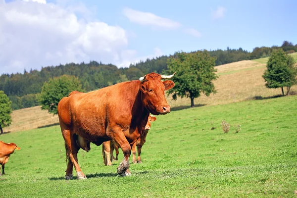 Κόκκινο αγελάδων — Φωτογραφία Αρχείου