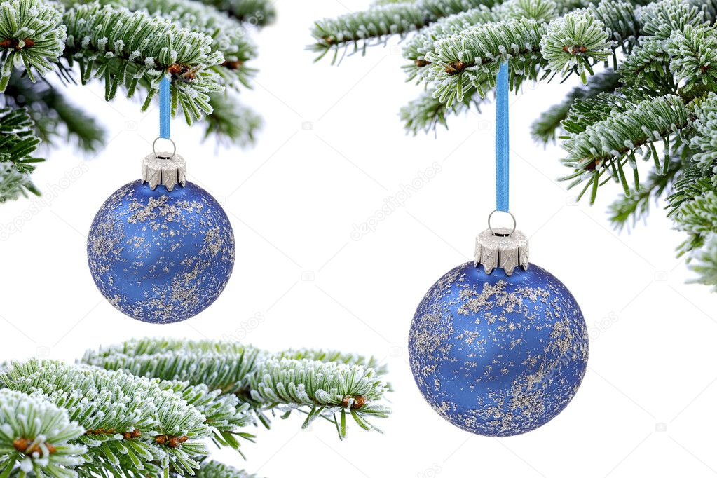 Christmas evergreen spruce tree and blue glass ball