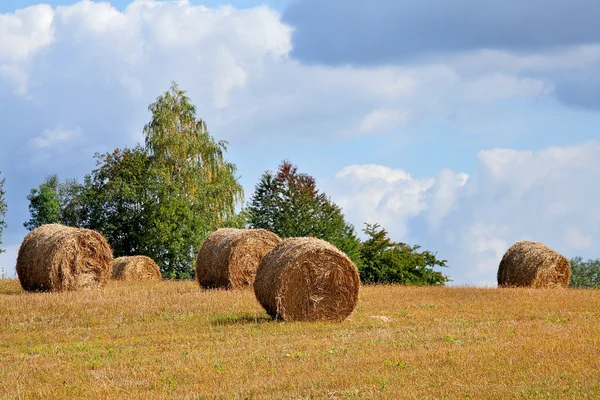 Harvest time — Stock Photo, Image