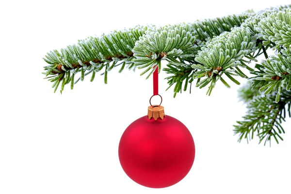 Árbol siempreverde de Navidad y bola de vidrio rojo —  Fotos de Stock
