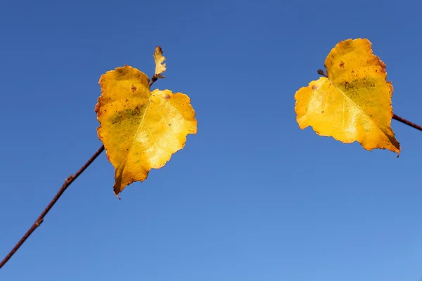 日当たりの良い秋の時間 — ストック写真