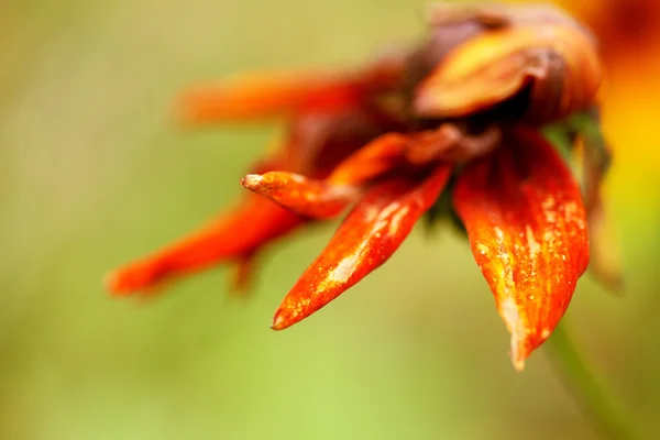 Solmuş ayçiçeği — Stok fotoğraf